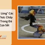 img_67ef9a6ecd435